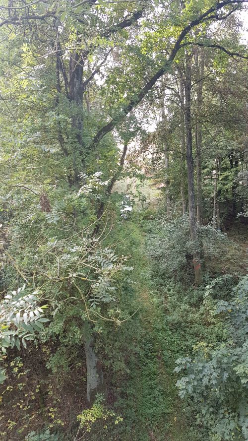 Das Foto zeigt den Blick aus dem Hubsteiger auf die Untersuchungsfläche Monheim in Bayern aufgenommen im Sommer. Der dichte Bestand in ebener Lage zeichnet sich durch viele Eschen und einige Mischbaumarten aus. Es gibt einen sehr dichten Zwischenstand.