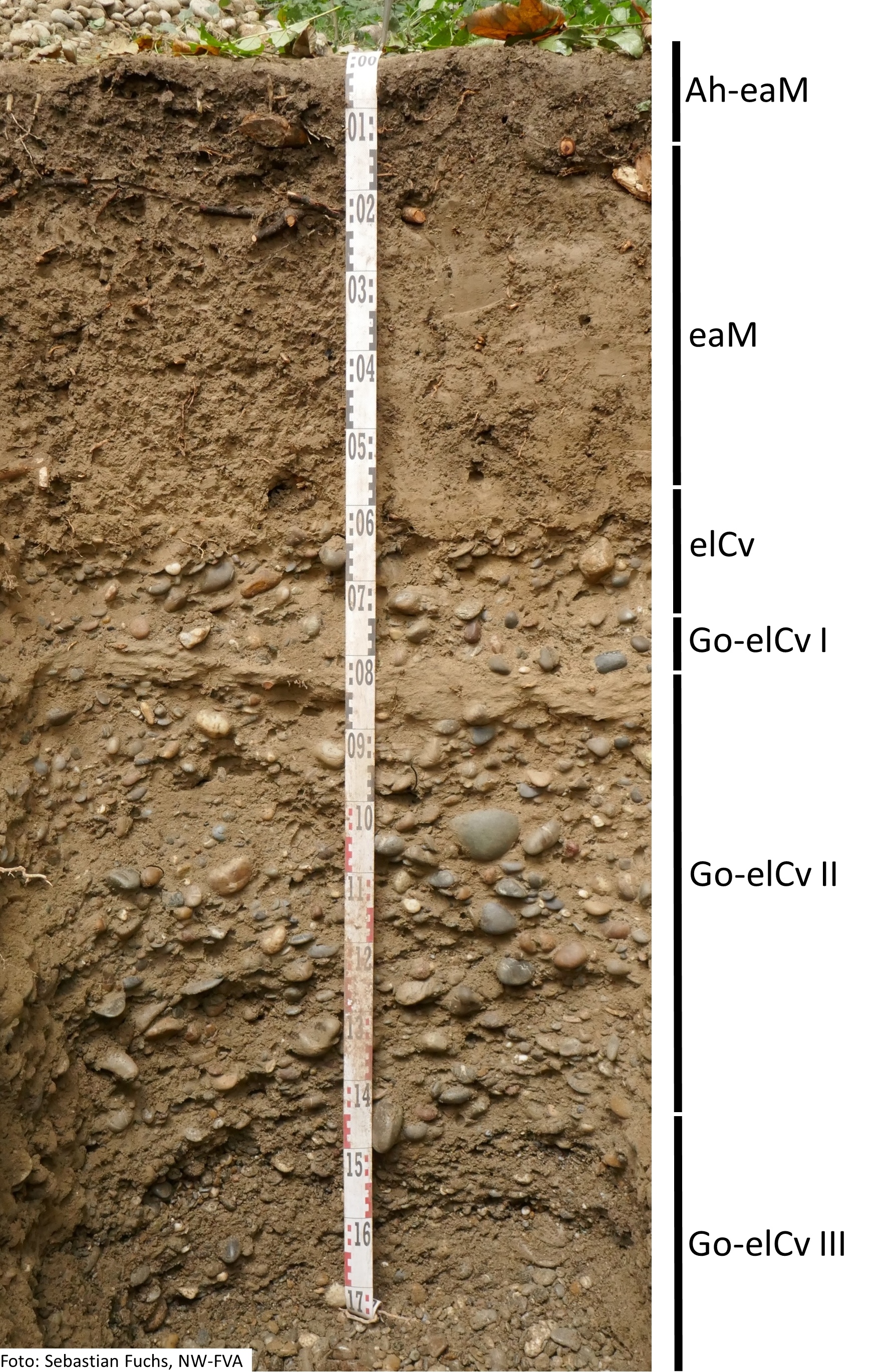 Das Foto zeigt einen senkrechten Schnitt durch den Boden der Untersuchungsfläche. Das Bodenprofil enthält folgende Bodenhorizonte: Ah-aM, aM, elCv, Go-elCv I, Go-elCv II, Go-elCv III
