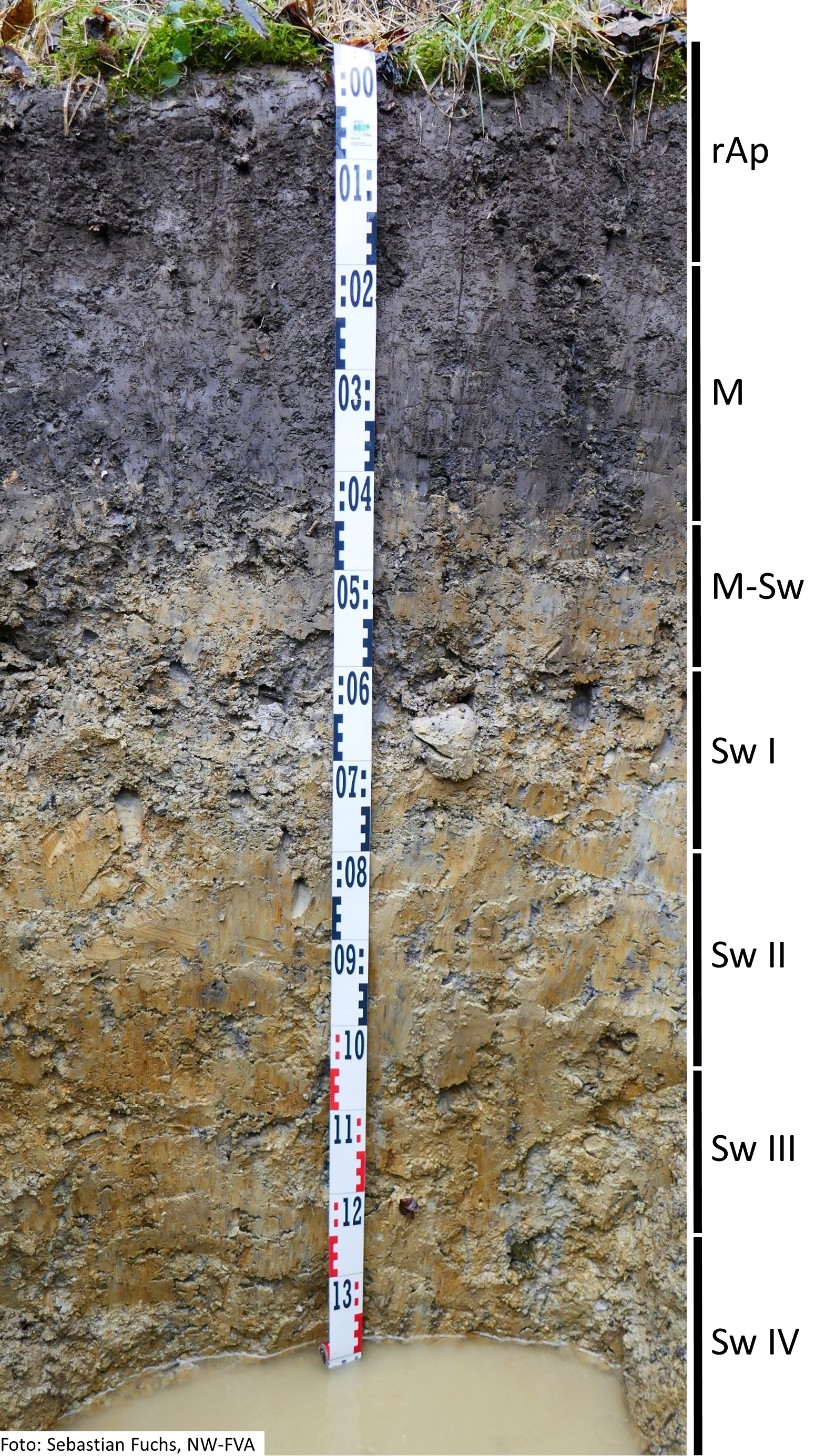 Das Foto zeigt einen senkrechten Schnitt durch den Boden der Untersuchungsfläche. Das Bodenprofil enthält folgende Bodenhorizonte: rAp, M, M-Sw, Sw I, Sw II, Sw III, Sw IV