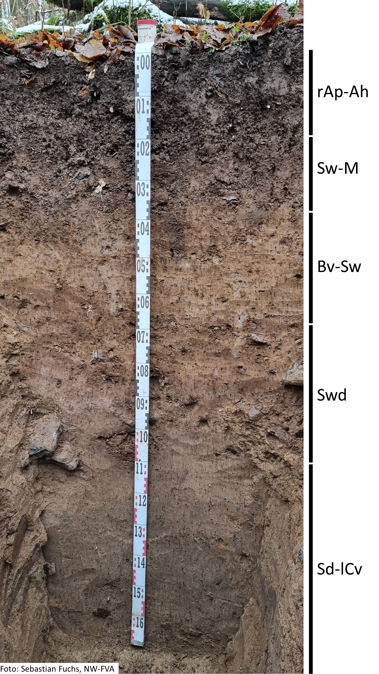 Das Foto zeigt einen senkrechten Schnitt durch den Boden der Untersuchungsfläche. Das Bodenprofil enthält folgende Bodenhorizonte: rAp-Ah, Sw-M, Bv-Sw, Swb, Sd-lCv