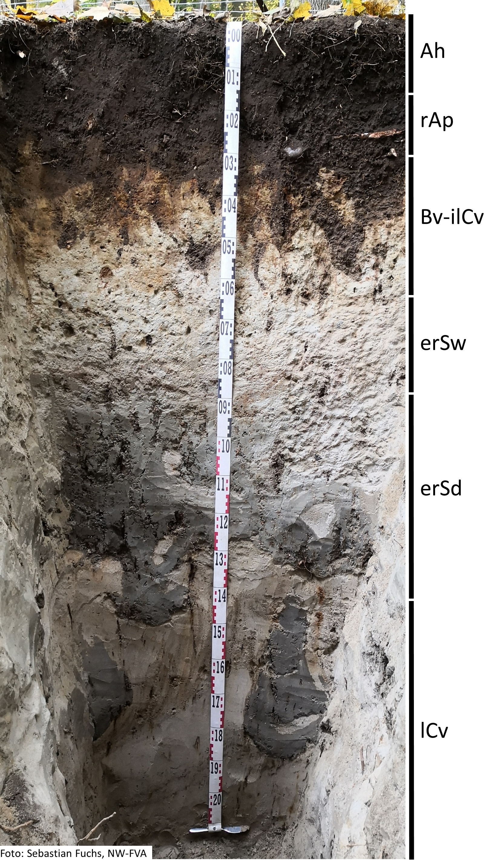 Das Foto zeigt einen senkrechten Schnitt durch den Boden der Untersuchungsfläche. Das Bodenprofil enthält folgende Bodenhorizonte: Ah, rAp, Bs-elCv, rSw. rSd, ICv