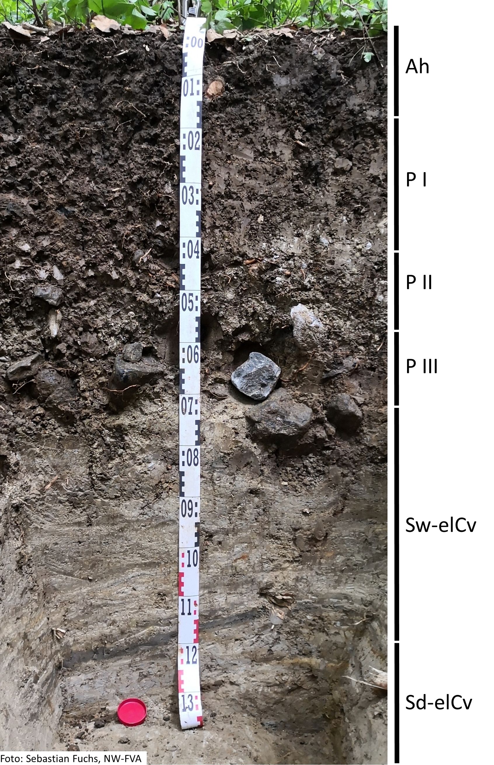 Das Foto zeigt einen senkrechten Schnitt durch den Boden der Untersuchungsfläche. Das Bodenprofil enthält folgende Bodenhorizonte: Ah, P I, P II, P III, Sw-elCv, Sd-elCv