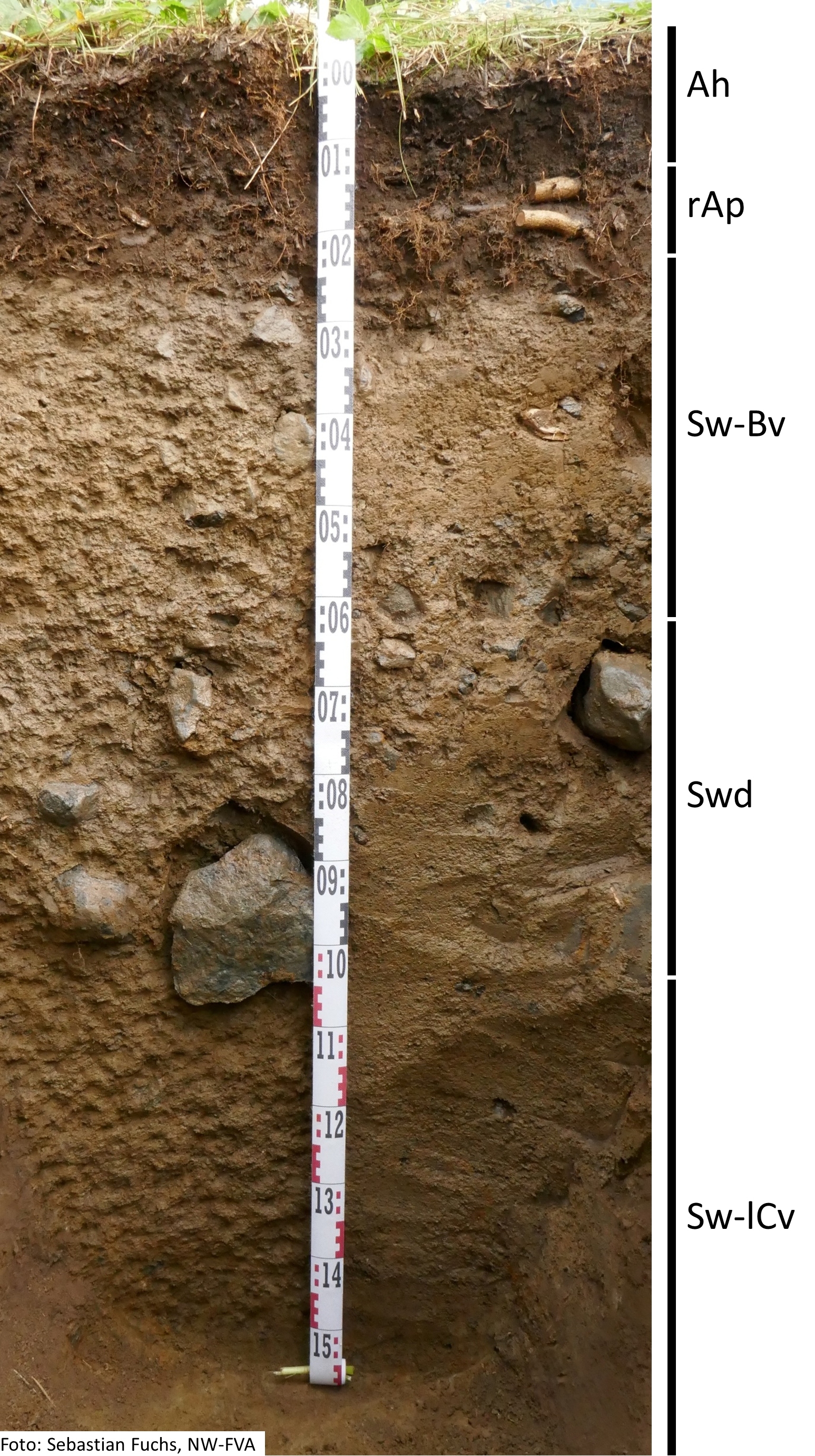 Das Foto zeigt einen senkrechten Schnitt durch den Boden der Untersuchungsfläche. Das Bodenprofil enthält folgende Bodenhorizonte: Ah, rAp, Sw-Bv, Swd, Sw-lCv