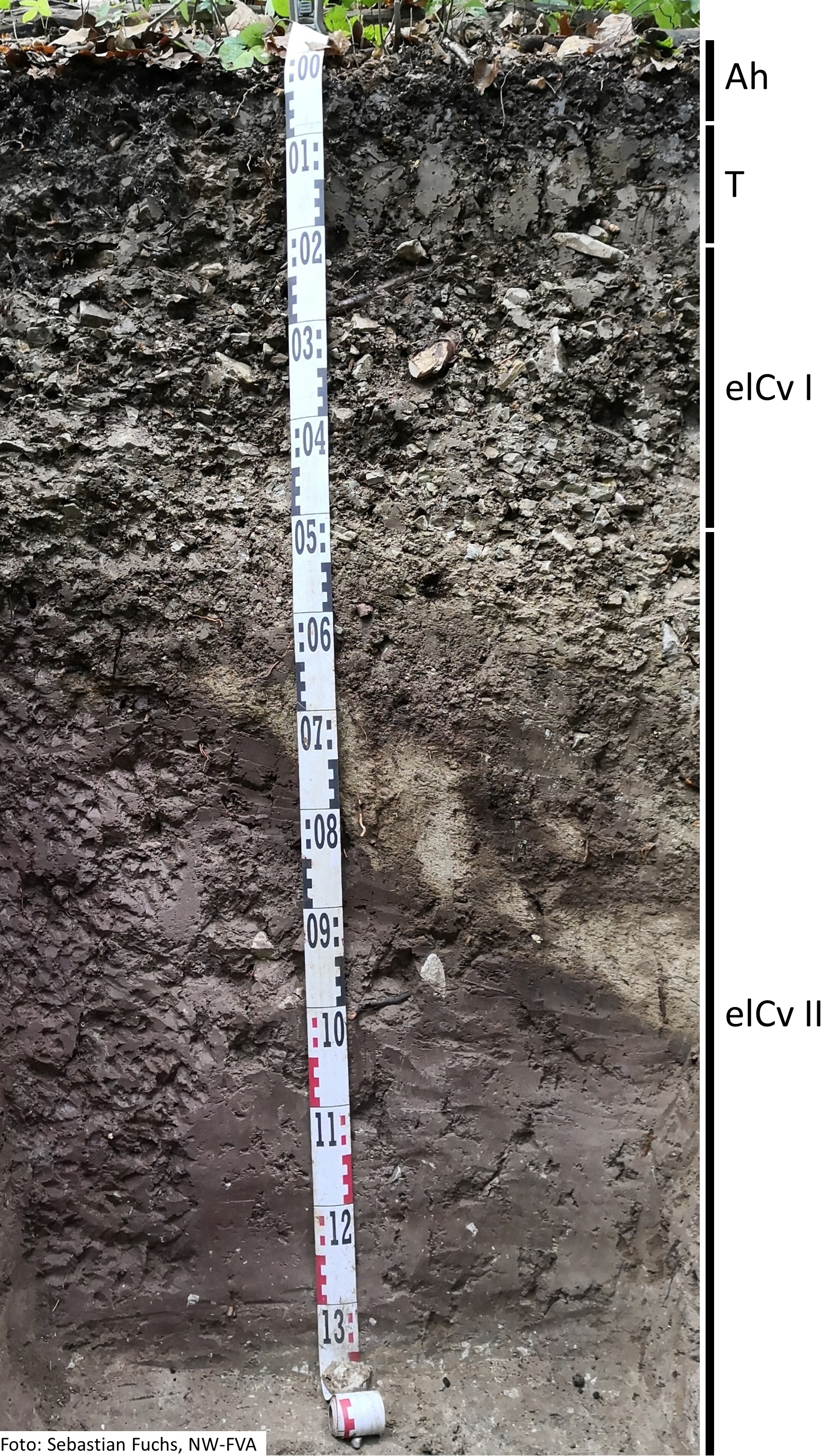 Das Foto zeigt einen senkrechten Schnitt durch den Boden der Untersuchungsfläche. Das Bodenprofil enthält folgende Bodenhorizonte: Ah,T, elCv I, elCv II