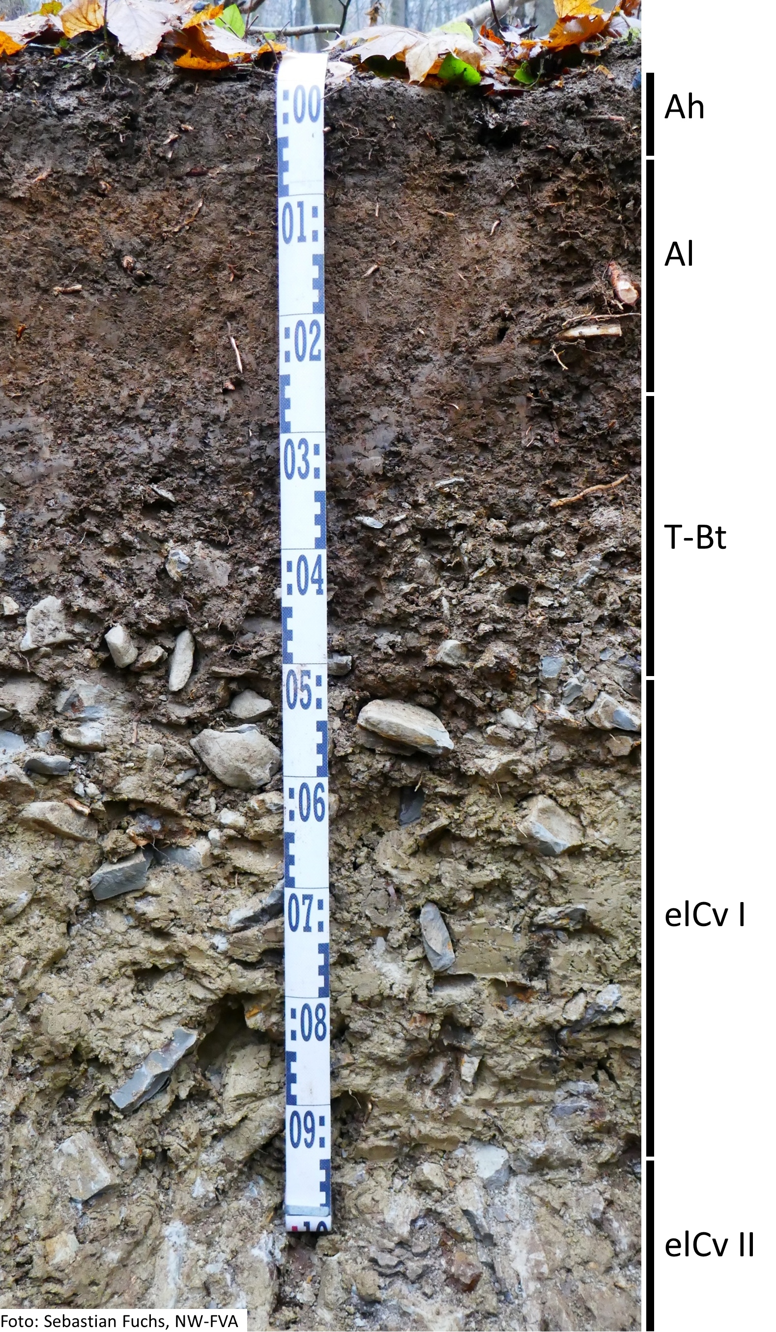 Das Foto zeigt einen senkrechten Schnitt durch den Boden der Untersuchungsfläche. Das Bodenprofil enthält folgende Bodenhorizonte: Ah, Al, T-Bt, elCv I, elCv II