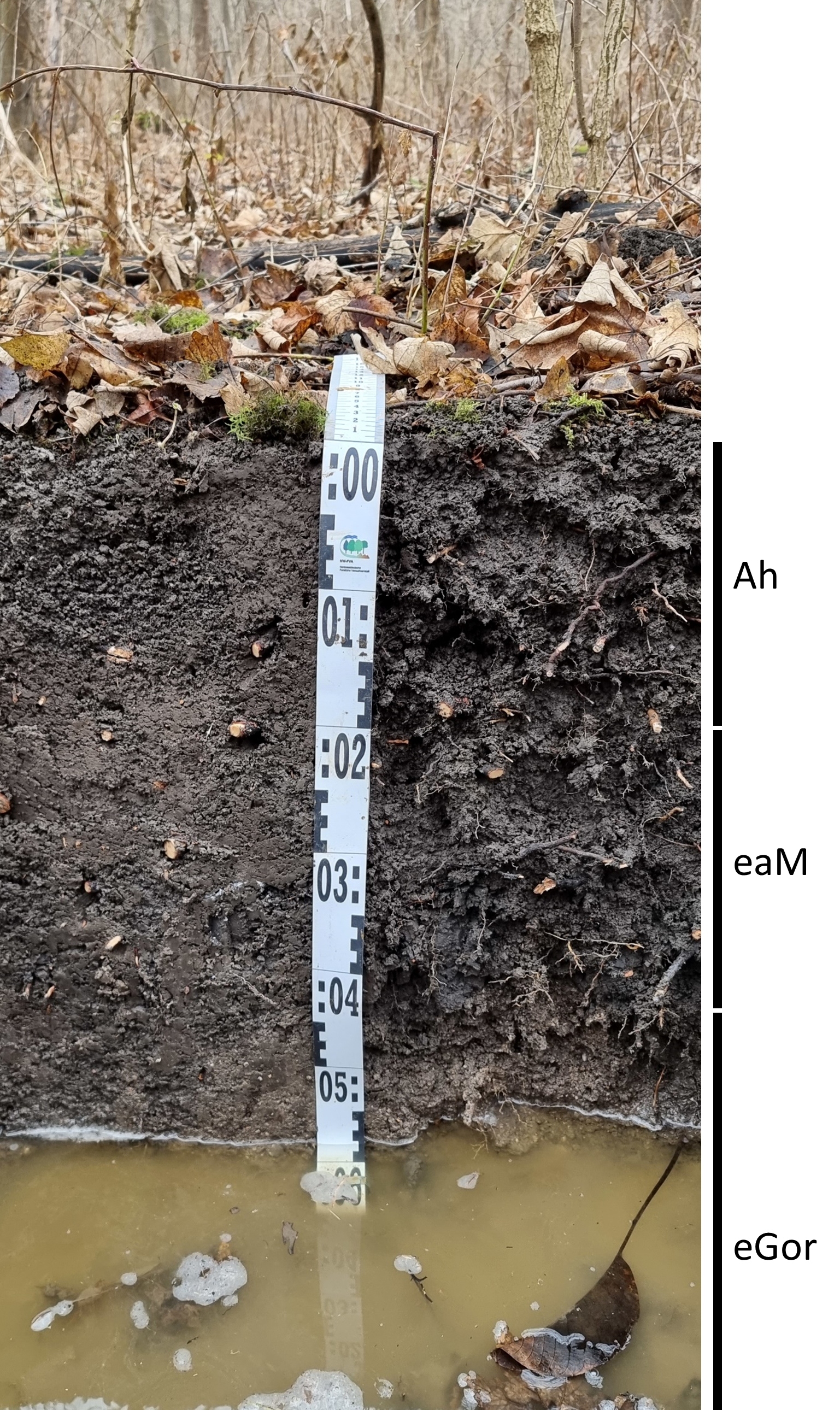 Das Foto zeigt einen senkrechten Schnitt durch den Boden der Untersuchungsfläche. Das Bodenprofil enthält folgende Bodenhorizonte: Ah, aM, Gor