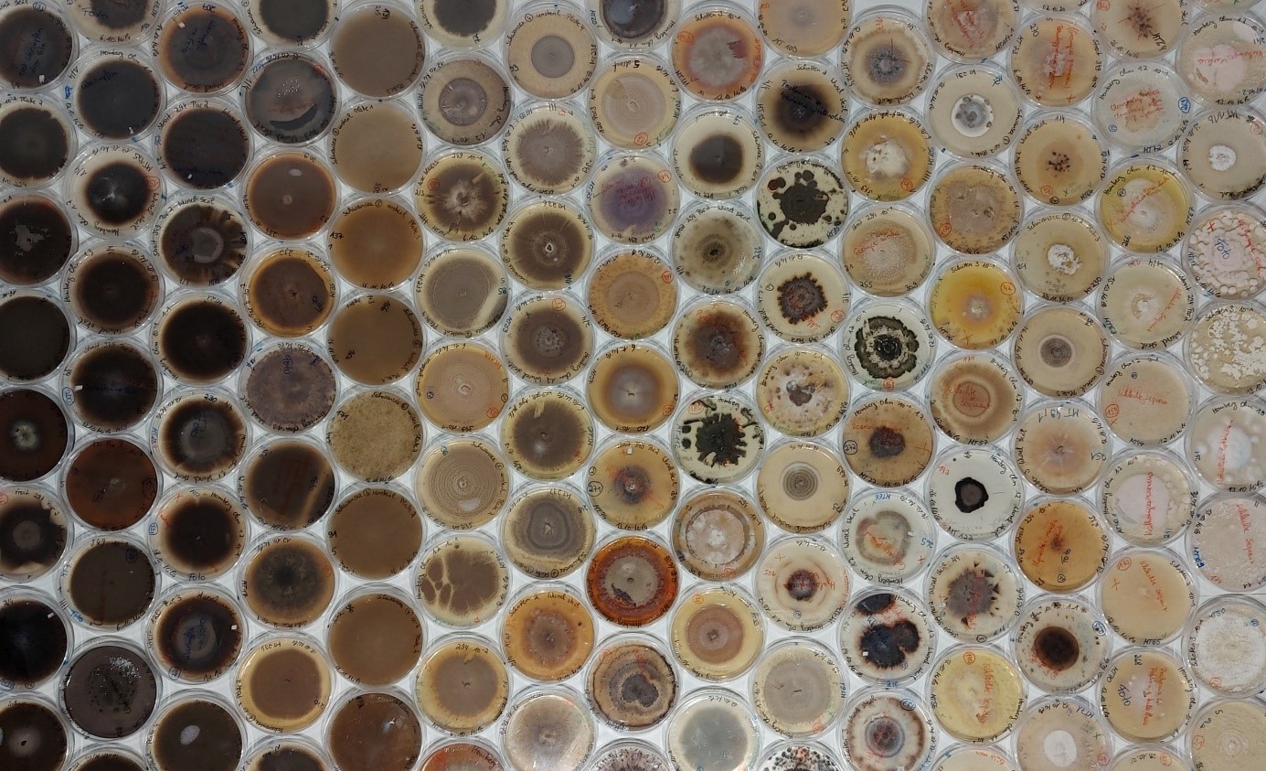 In einem systematischen Raster liegen ca. 100 Petrischalen, die senkrecht von oben fotografiert wurden. In jeder dieser Petrischalen befindet sich je ein Pilzisolat aus der Rhizosphäre von Eschen. Interessanterweise unterscheiden sich die einzelnen Morphotypen hinsichtlich Farbe und Struktur, sodass die Wissenschaftler:innen auf die Biodiversität der Rhizosphärepilze schliesen können.