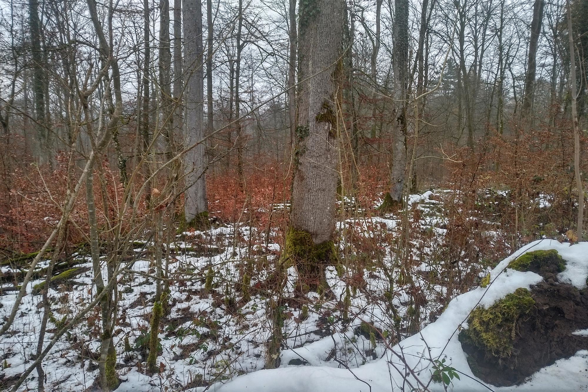 Das Foto zeigt den Blick auf die Untersuchungsfläche Schotten in Hessen aufgenommen im Winter. Der Bestand in ebener Lage zeichnet sich durch zahlreiche dicke Eschen aus. Es gibt einen ausgeprägten Zwischenstand und üppige Verjüngung. Die Bodenvegetation ist weitgehend zugeschneit.