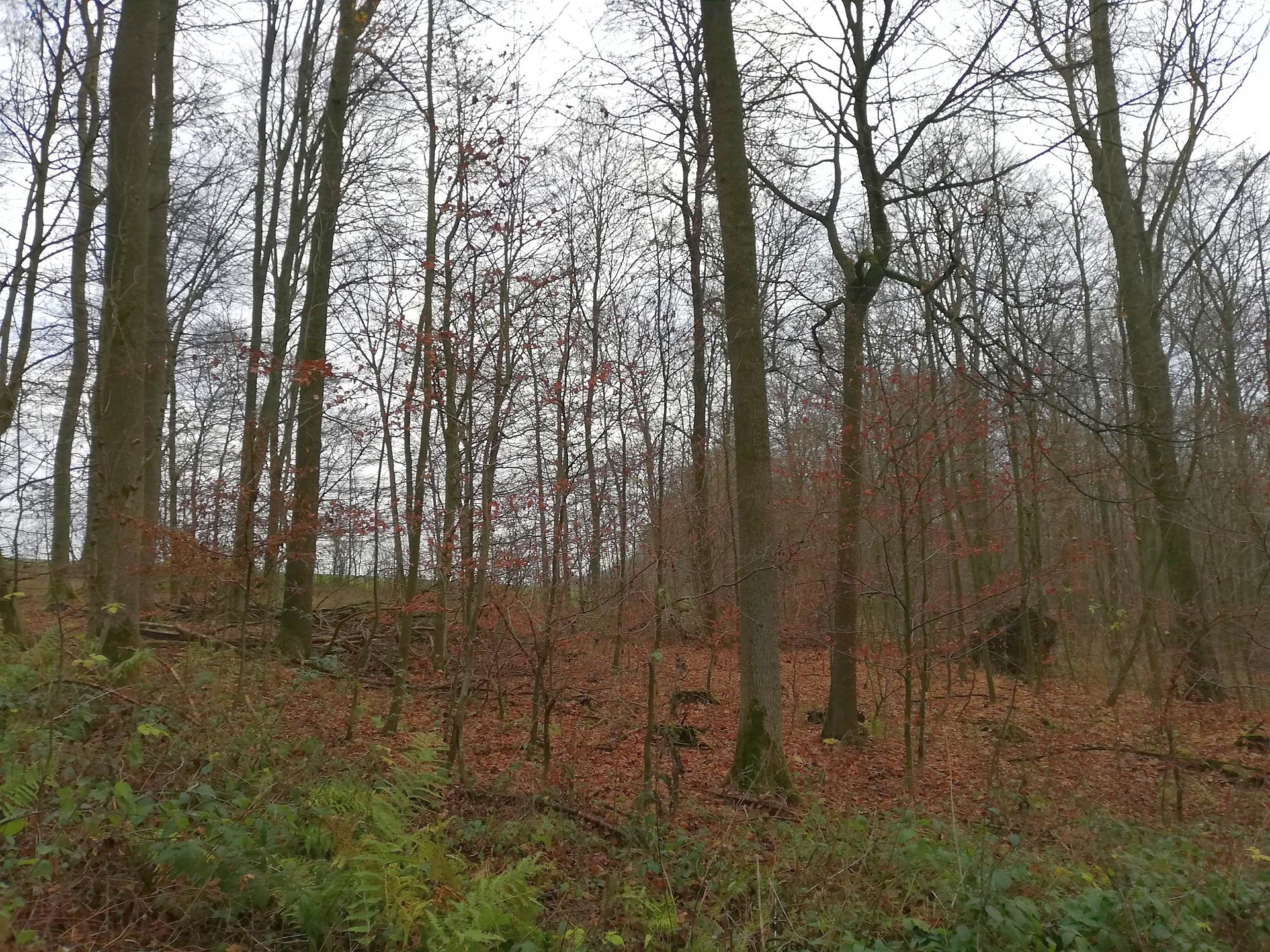 Das Foto zeigt den Blick auf die Untersuchungsfläche Mollenfelde in Niedersachsen aufgenommen im Herbst. Der Bestand auf einem schwach geneigten Hang zeichnet sich durch Bäume vieler verschiedener Durchmesser aus. Es gibt einen ausgeprägten Zwischenstand, aber keine Verjüngung. Im Vordergrund Bodenvegetation aus Farn und Brombeere.