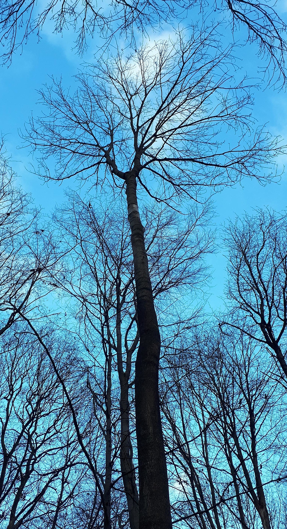 Das Foto ist gegen den blauen Himmel steil nach oben fotografiert und zeigt blattlose Eschen im Winterzustand. Im Zentrum des Bildes ragt eine dicke Esche gen Himmel. Aufgrund ihrer gut ausgeprägten Krone und des relativ geraden Stammes wird sie als potentieller Plusbaum klassifiziert. 